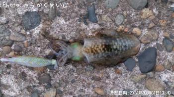 ¥¢¥ª¥ê¥¤¥«