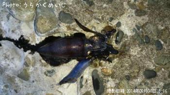 ¥¢¥ª¥ê¥¤¥«