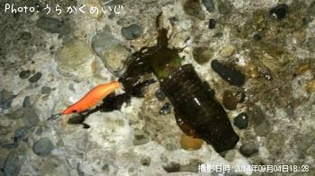 ¥¢¥ª¥ê¥¤¥«