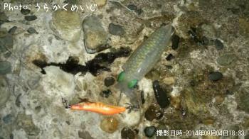 ¥¢¥ª¥ê¥¤¥«