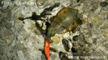 ¥¢¥ª¥ê¥¤¥«