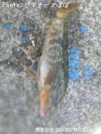 �����ʥ�