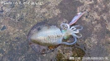 ¥¢¥ª¥ê¥¤¥«