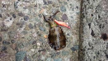 �����ꥤ��