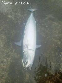 ¥Þ¥ë¥½¥¦¥À