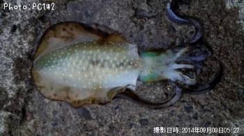 �����ꥤ��