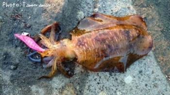 ¥¢¥ª¥ê¥¤¥«