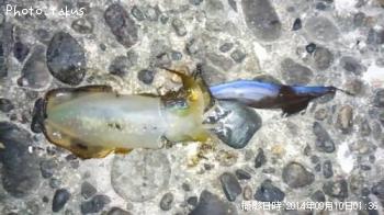 �����ꥤ��