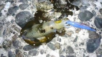 �����ꥤ��