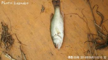 �֥�å��Х�