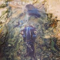 ¥¢¥ª¥ê¥¤¥«