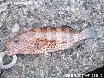 �������ϥ�