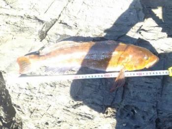 �����ʥ�