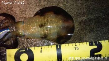 ¥¢¥ª¥ê¥¤¥«