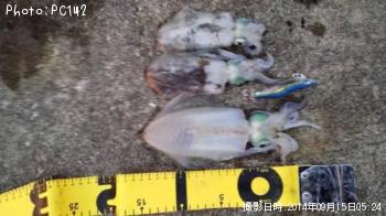 ¥¢¥ª¥ê¥¤¥«