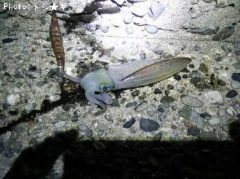 �����ꥤ��