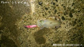 ¥¢¥ª¥ê¥¤¥«