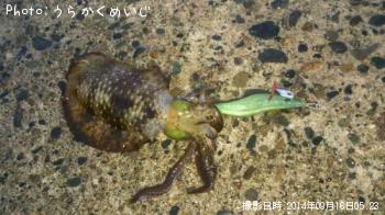 ¥¢¥ª¥ê¥¤¥«