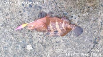 �����ꥤ��