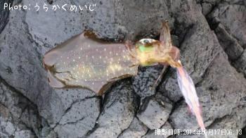 �����ꥤ��