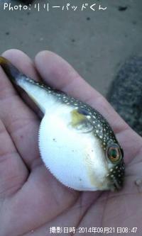 �󤭴�λ�������ǥ��������ե�