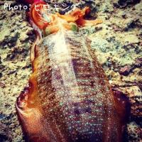 �����ꥤ��