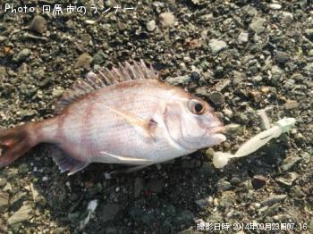 ¿¿Âä¡Ê¥Á¥Ó¡Ë