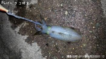 ¥¢¥ª¥ê¥¤¥«