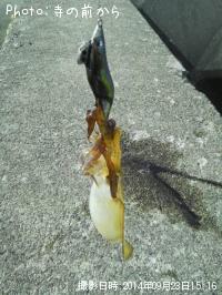 ¥¢¥ª¥ê¥¤¥«