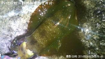 �����ꥤ��