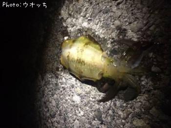 ¥¢¥ª¥ê¥¤¥«