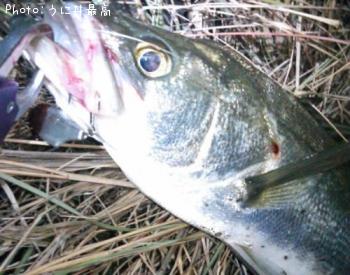 �����Х�