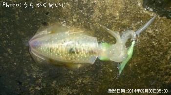 �����ꥤ��