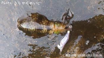 �����ꥤ��