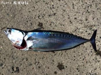 ¥Þ¥ë¥½¥¦¥À¥«¥Ä¥ª