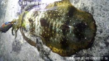 ¥¢¥ª¥ê¥¤¥«