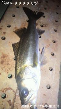 ¥·¡¼¥Ð¥¹¾®