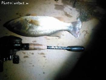 ¥Ö¥é¥Ã¥¯¥Ð¥¹