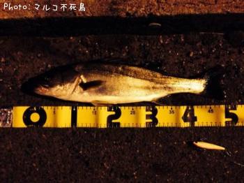 �����Х�