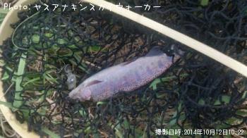 ¥ì¥¤¥ó¥Ü¡¼¥È¥é¥¦¥È