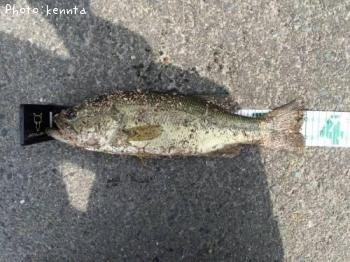 �֥�å��Х�