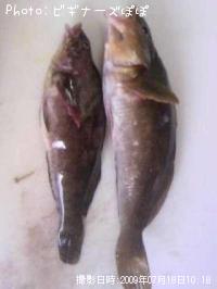 �����ʥ�