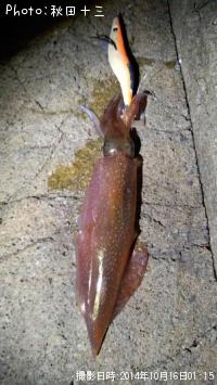 �����ꥤ��