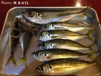 アジ&イイダコ?