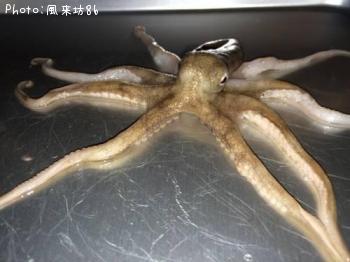 アジ&イイダコ?