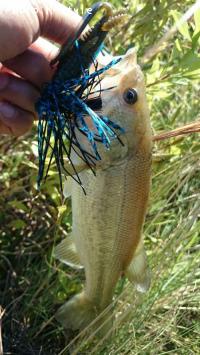 �֥�å��Х���