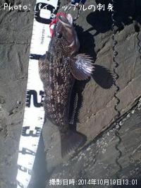 �����ʥ�