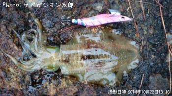 �����ꥤ��