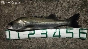 �����Х�