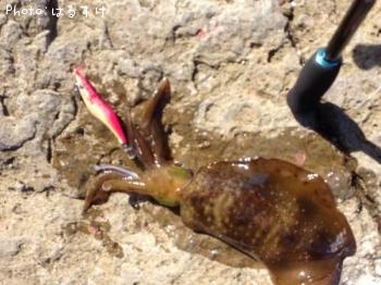 ¥¢¥ª¥ê¥¤¥«